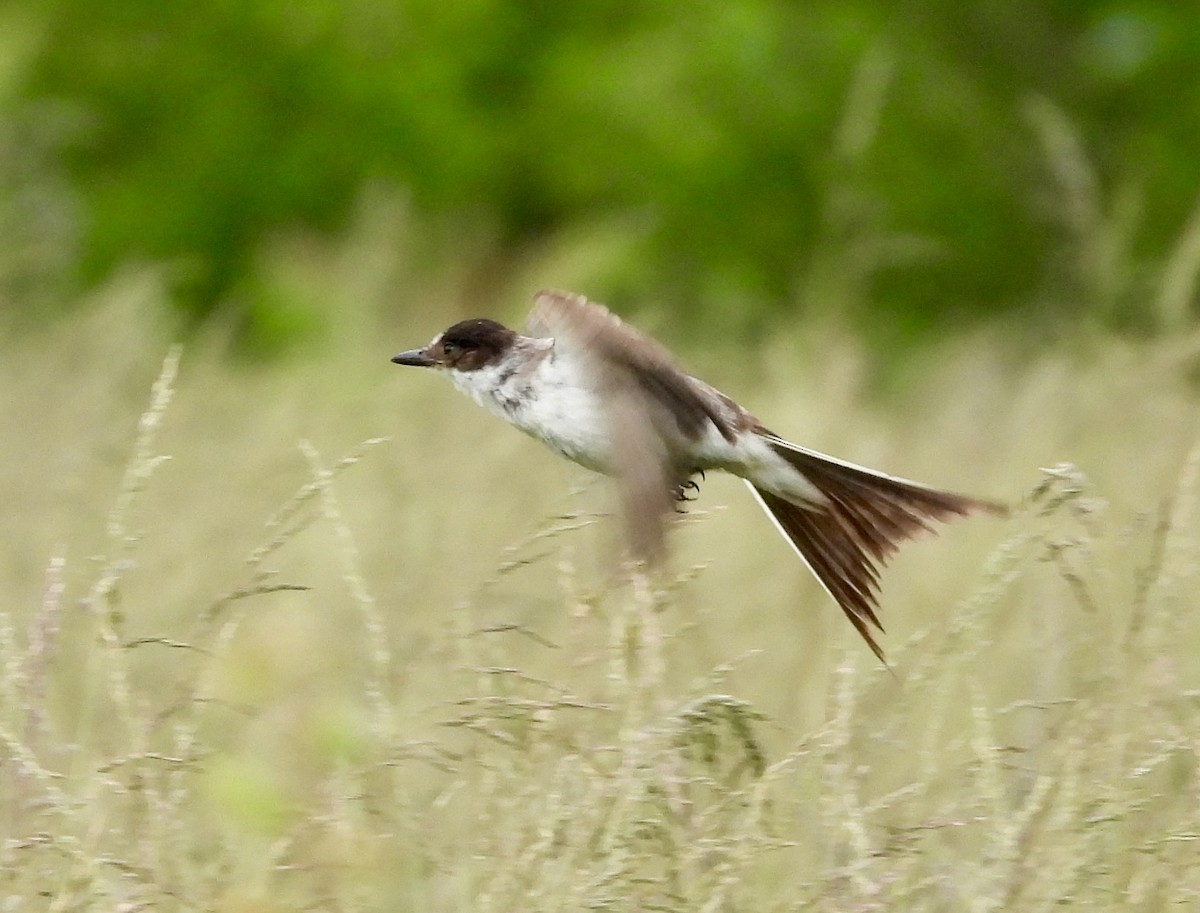 Fork-tailed Flycatcher - ML636673674