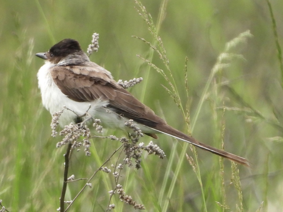Fork-tailed Flycatcher - ML636673676