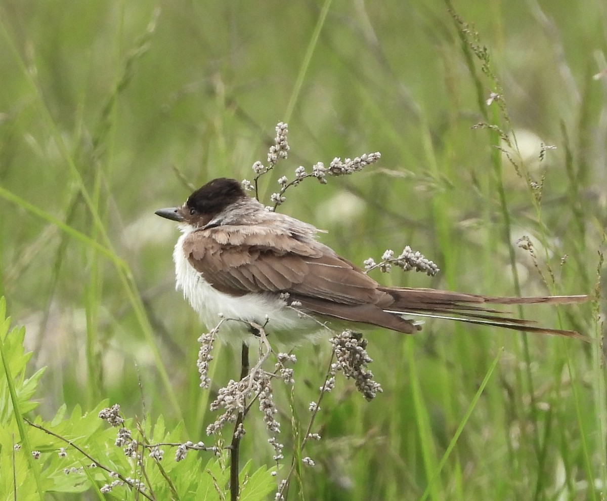 Fork-tailed Flycatcher - ML636673678