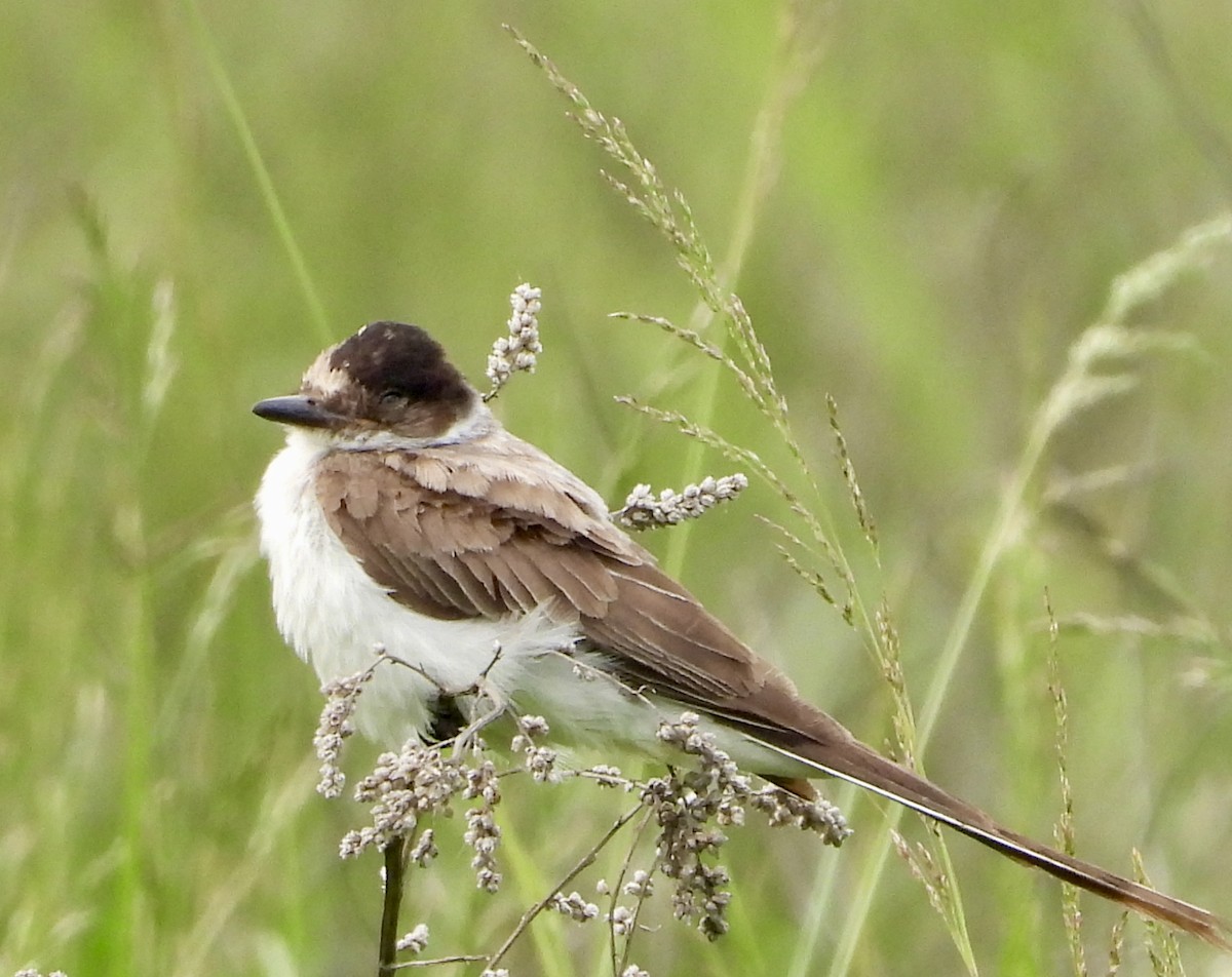 Fork-tailed Flycatcher - ML636673680