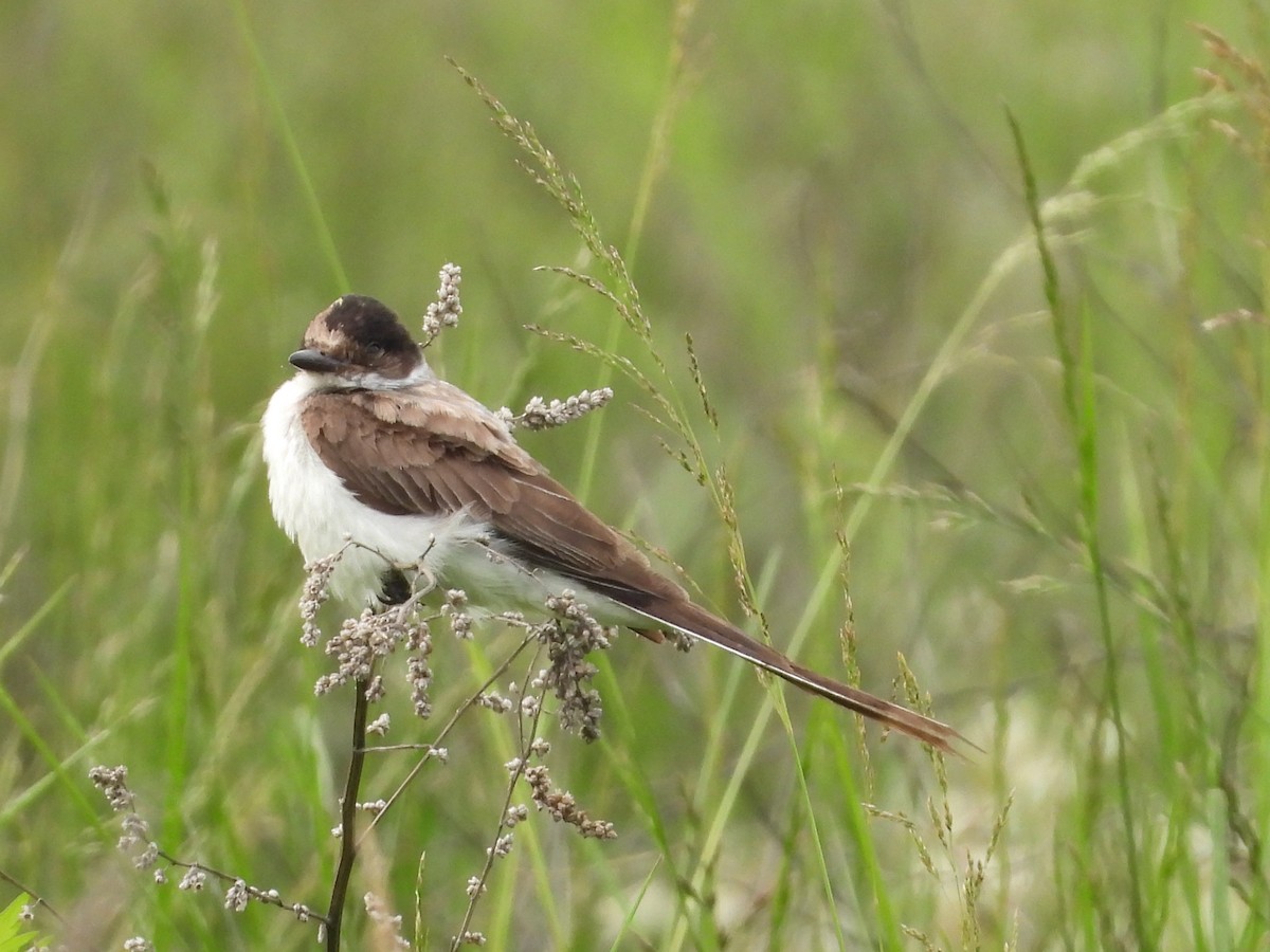 Fork-tailed Flycatcher - ML636673682