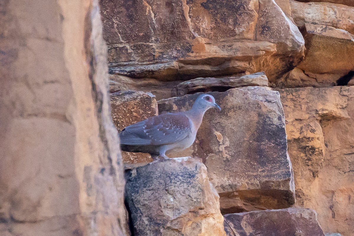 Speckled Pigeon - ML636673689