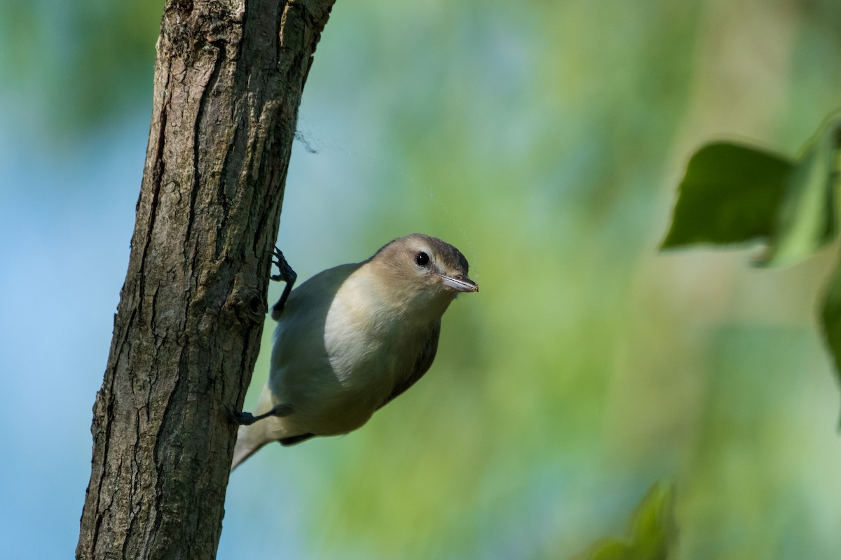 Eastern Warbling Vireo - ML636673754