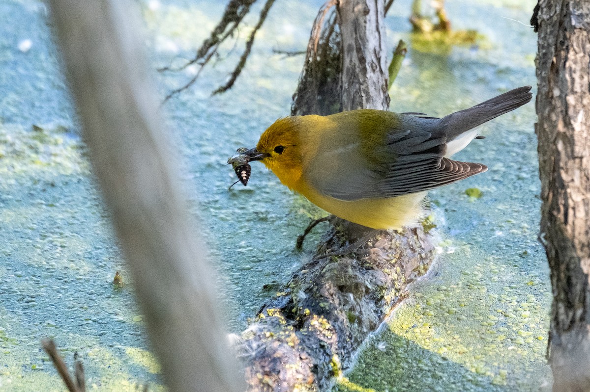 Prothonotary Warbler - ML636673779