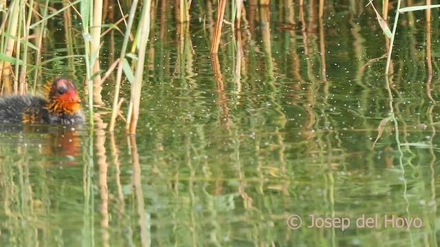 Red-knobbed Coot - ML636673783
