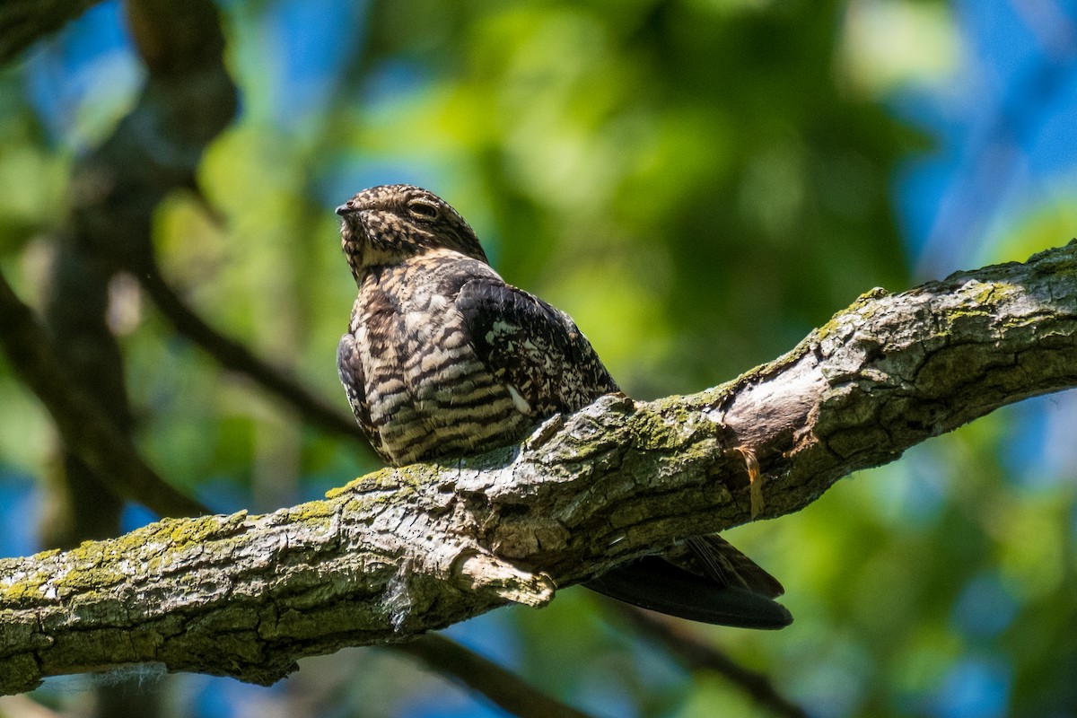 Common Nighthawk - ML636673798