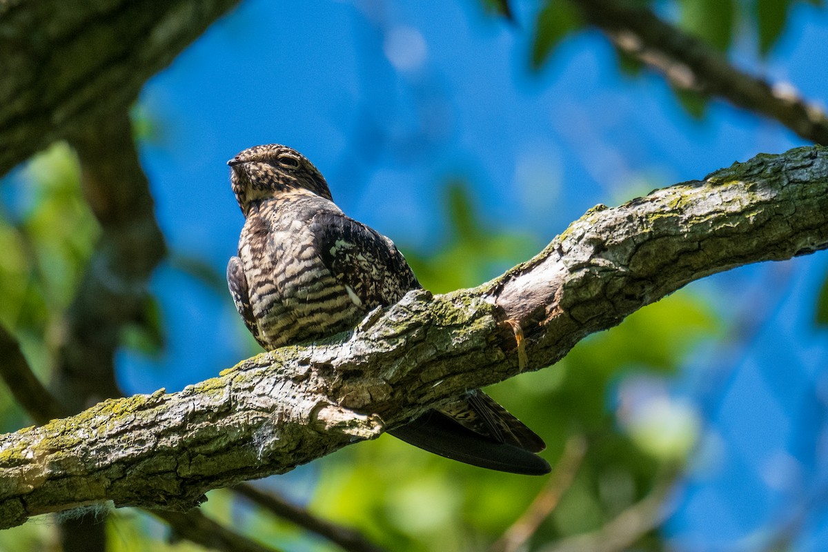 Common Nighthawk - ML636673813