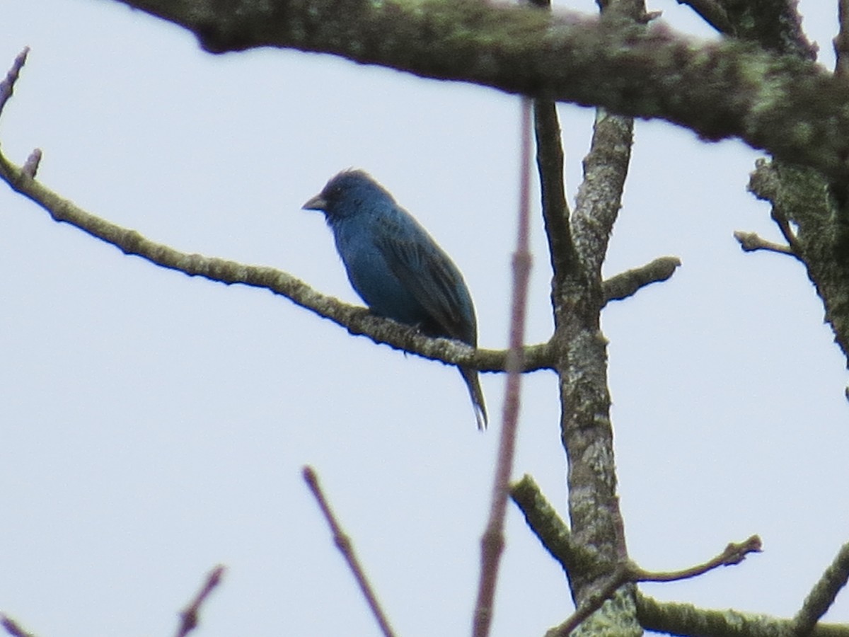 Indigo Bunting - ML636673820