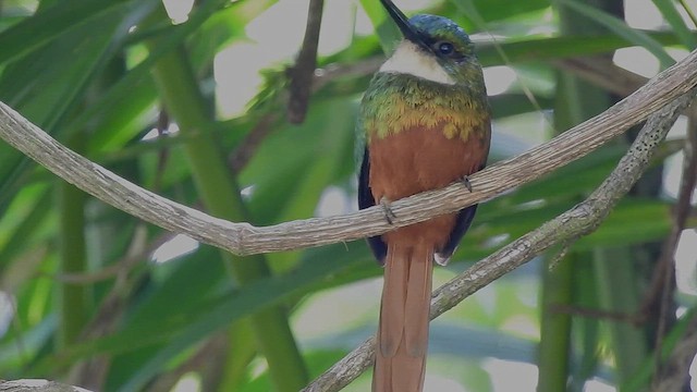 Jacamar à queue rousse - ML636673846