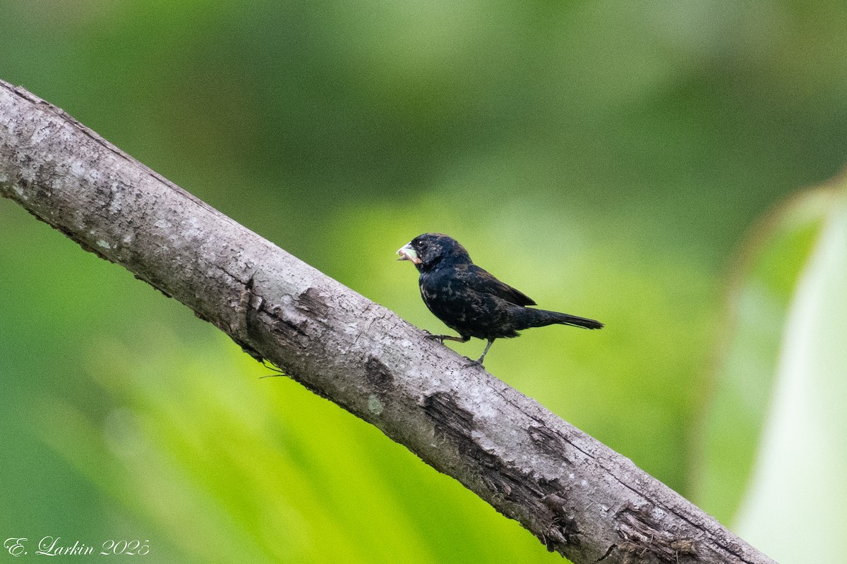 カワリヒメウソ - ML636673850