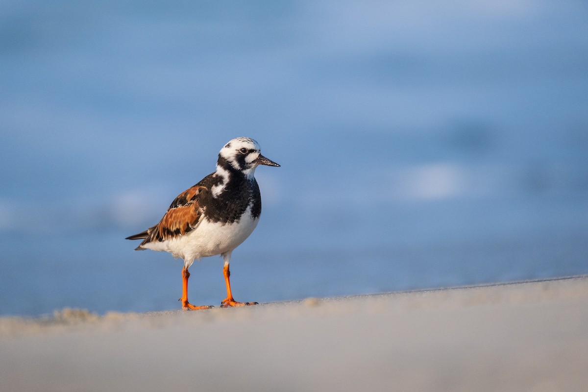 Ruddy Turnstone - ML636673872