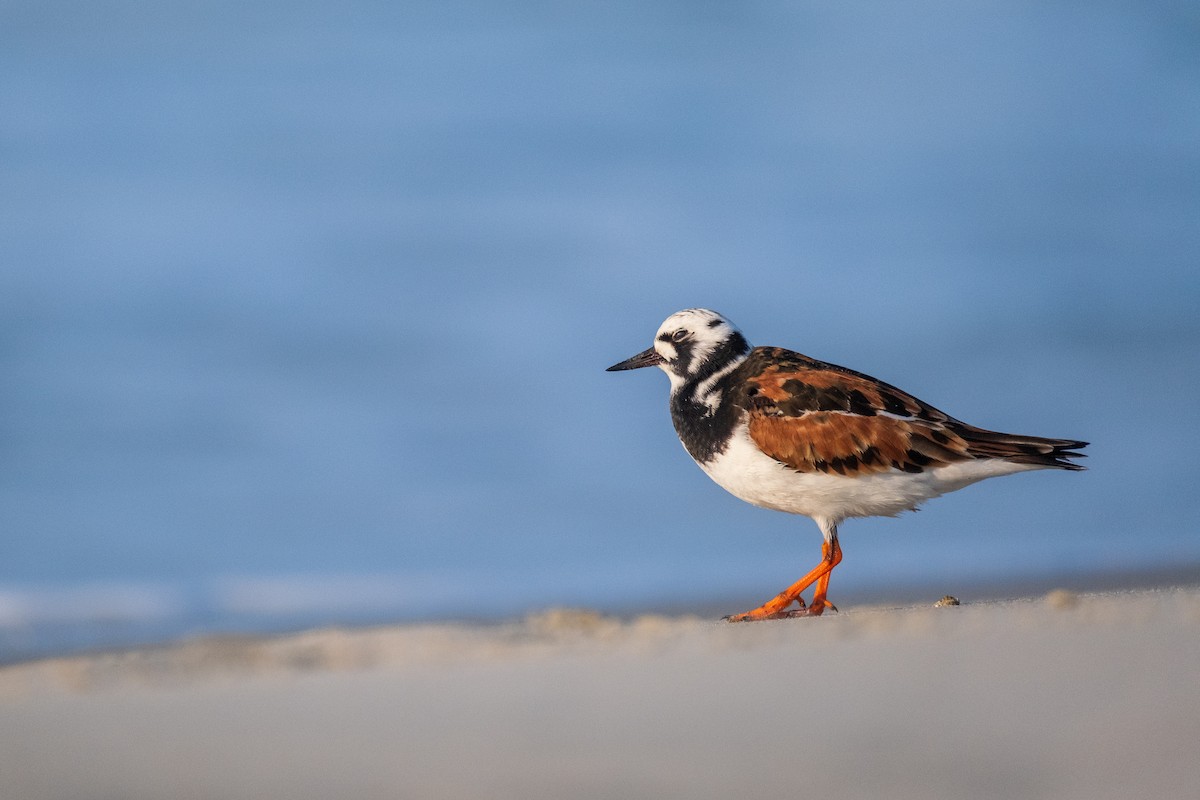 Ruddy Turnstone - ML636673886