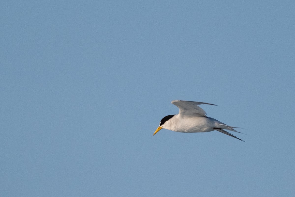 Least Tern - ML636673916