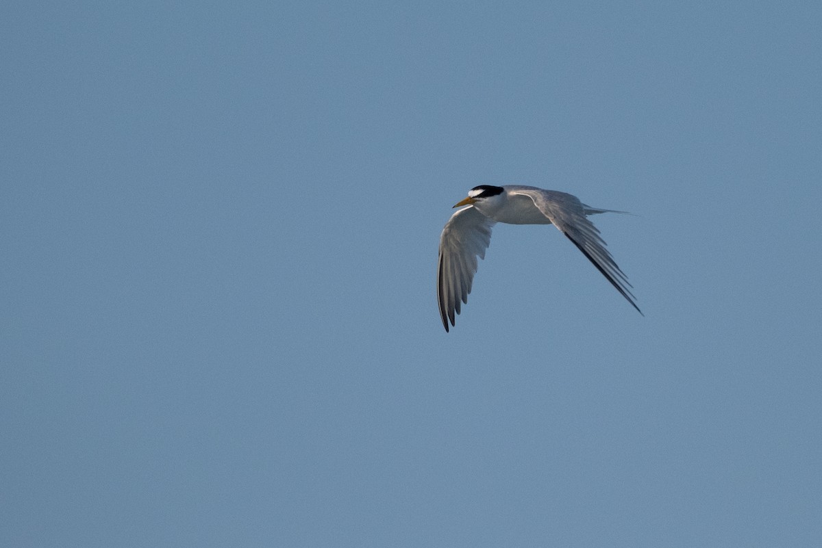 Least Tern - ML636673918