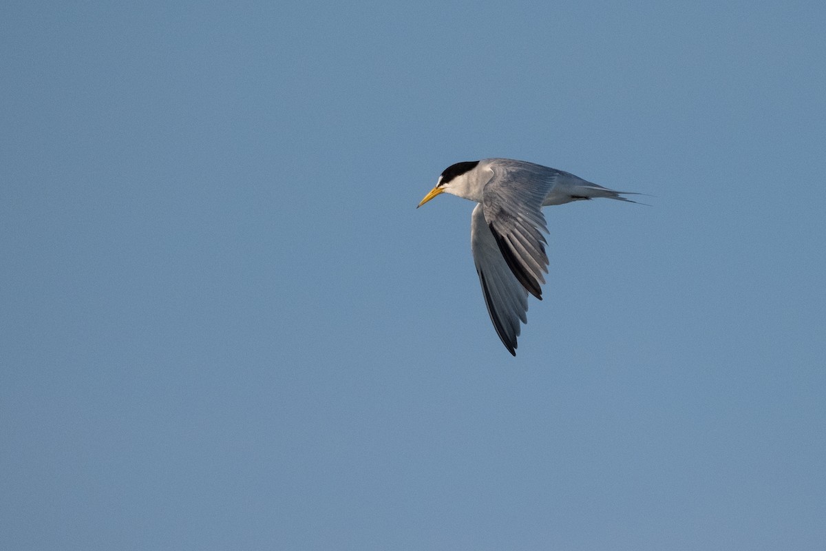 Least Tern - ML636673919
