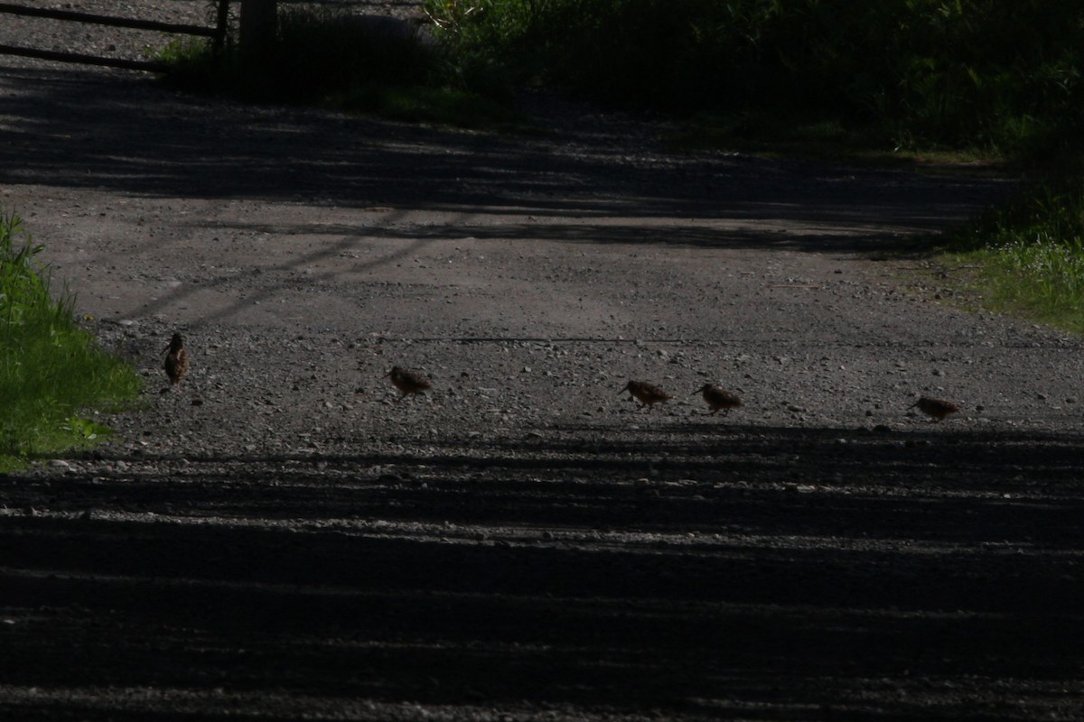 American Woodcock - ML636674064