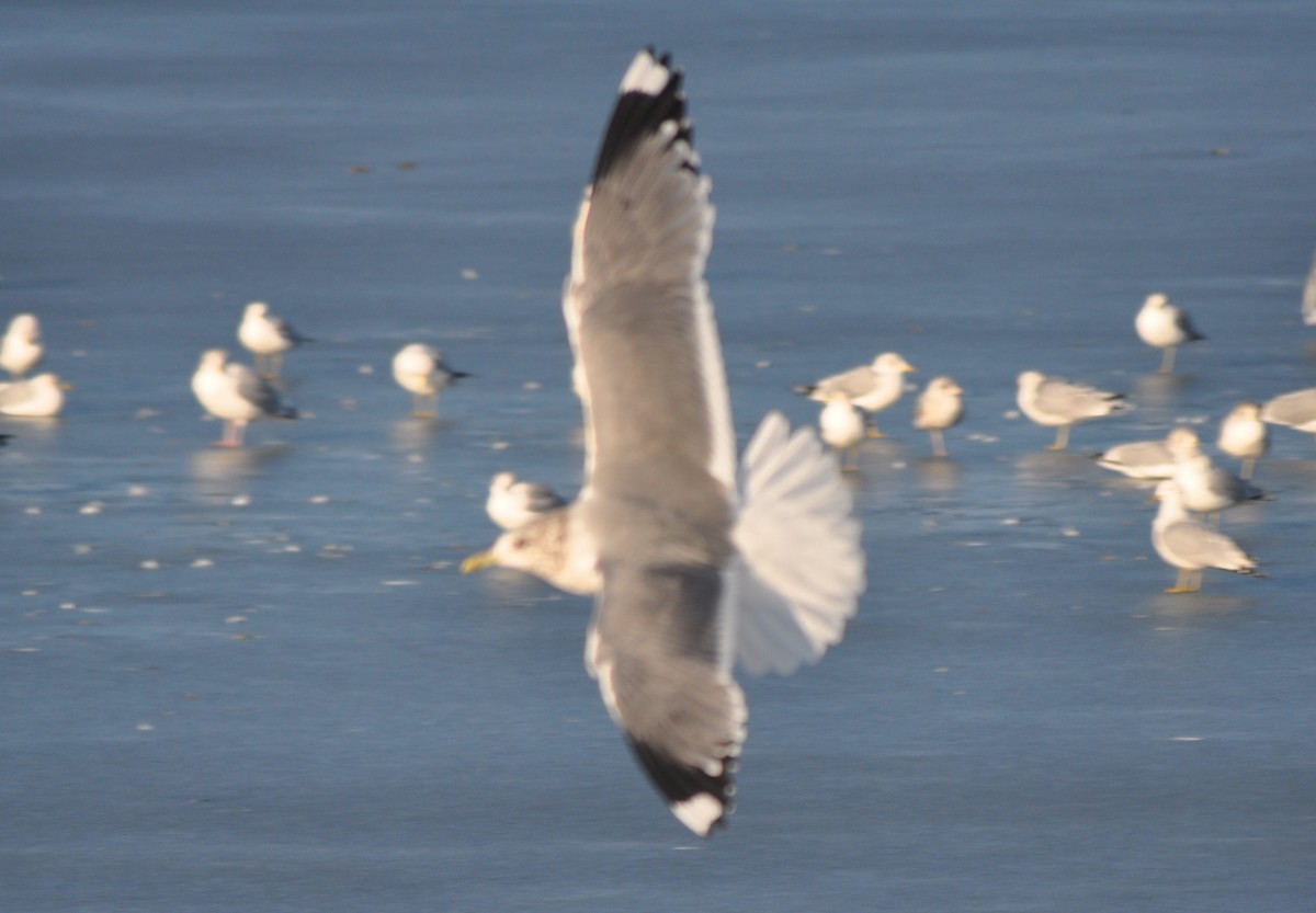 Common Gull (Kamchatka) - ML636674092