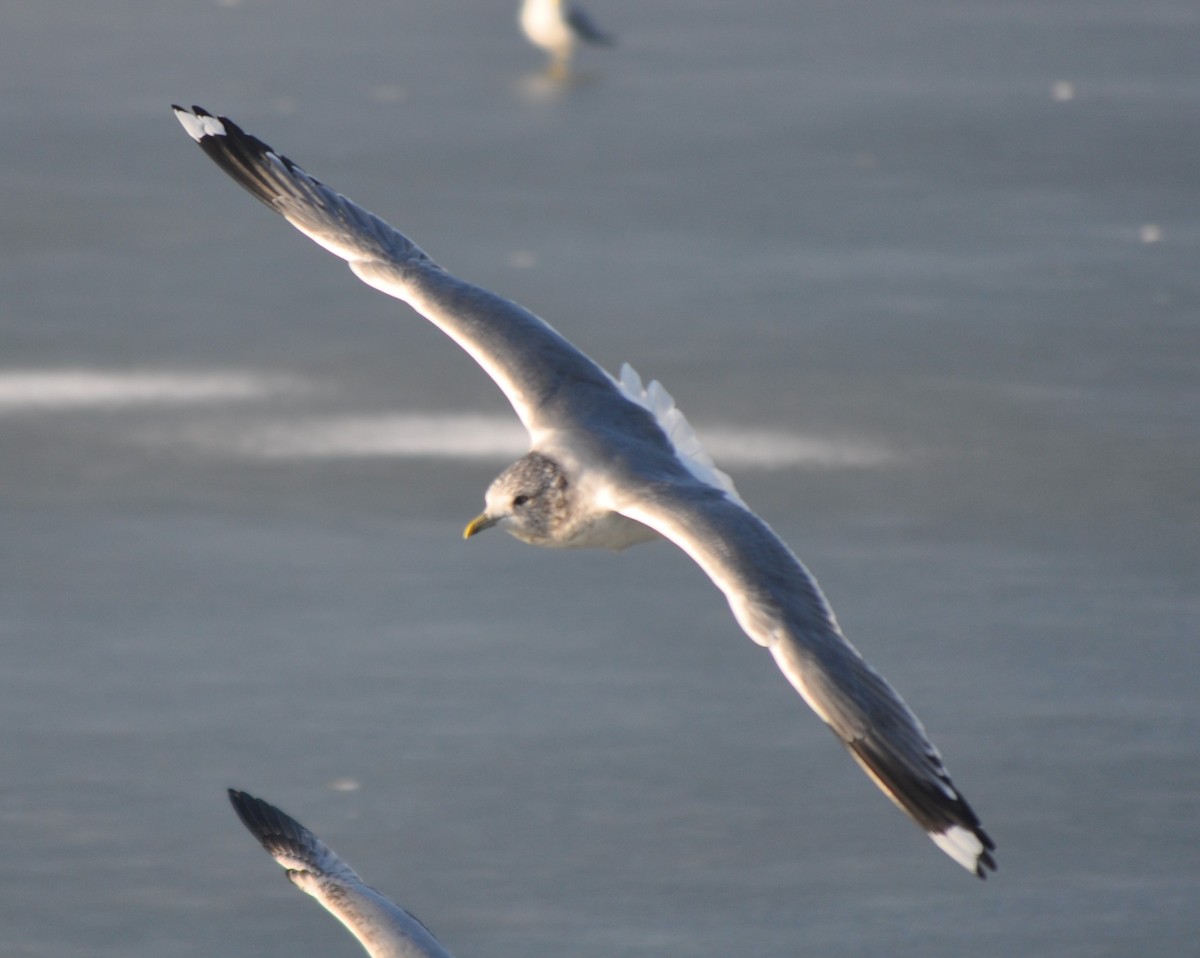 Common Gull (Kamchatka) - ML636674093