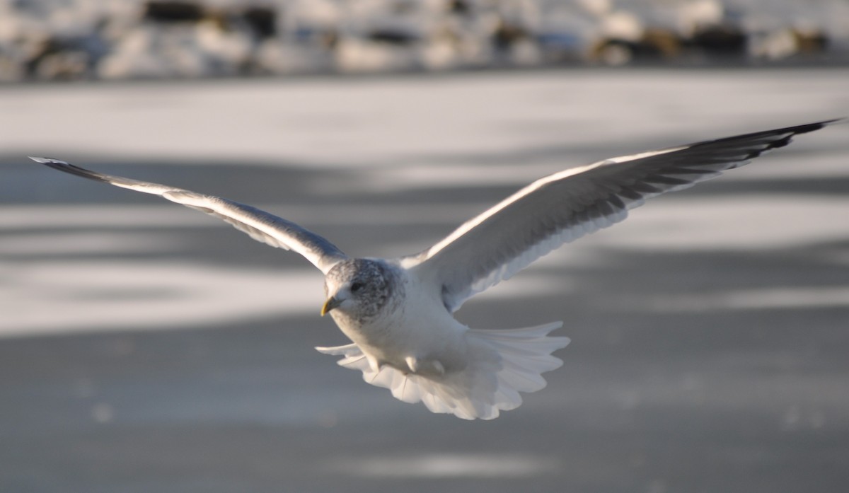 Common Gull (Kamchatka) - ML636674094