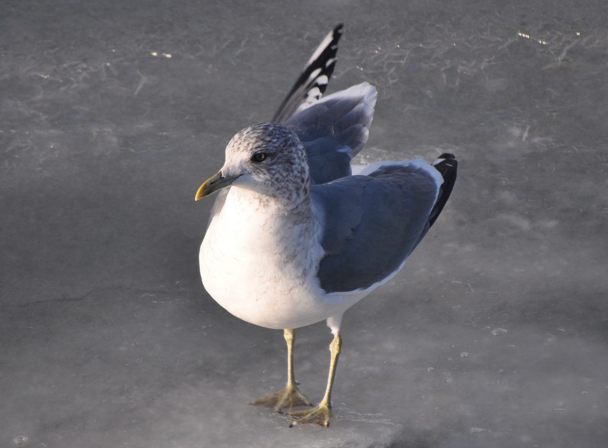 Common Gull (Kamchatka) - ML636674095