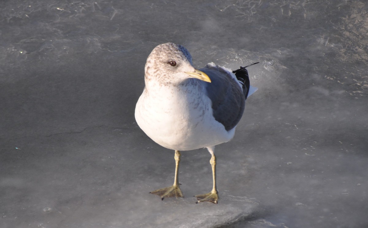 Common Gull (Kamchatka) - ML636674096