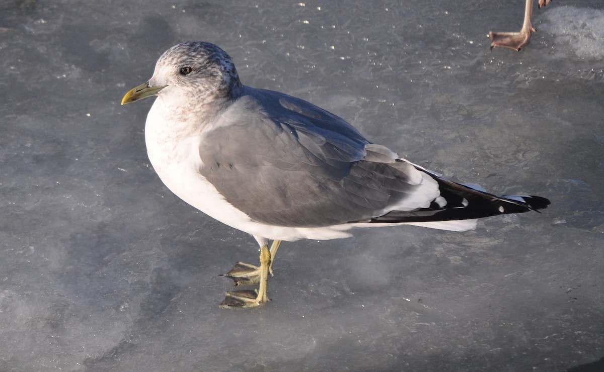 Common Gull (Kamchatka) - ML636674097