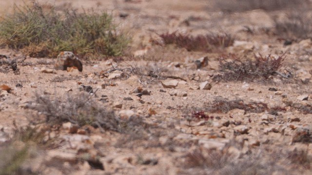 רץ מדבר - ML636674129