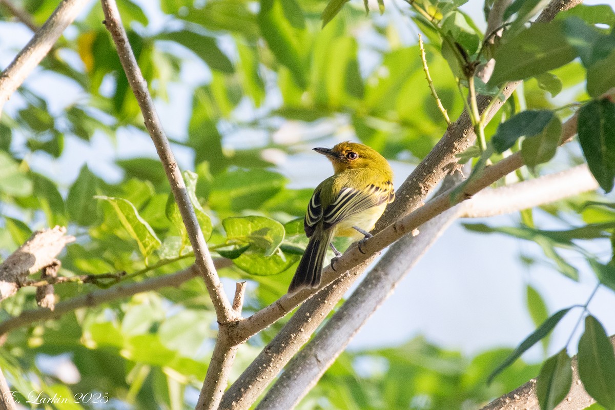 Ochre-lored Flatbill - ML636674138