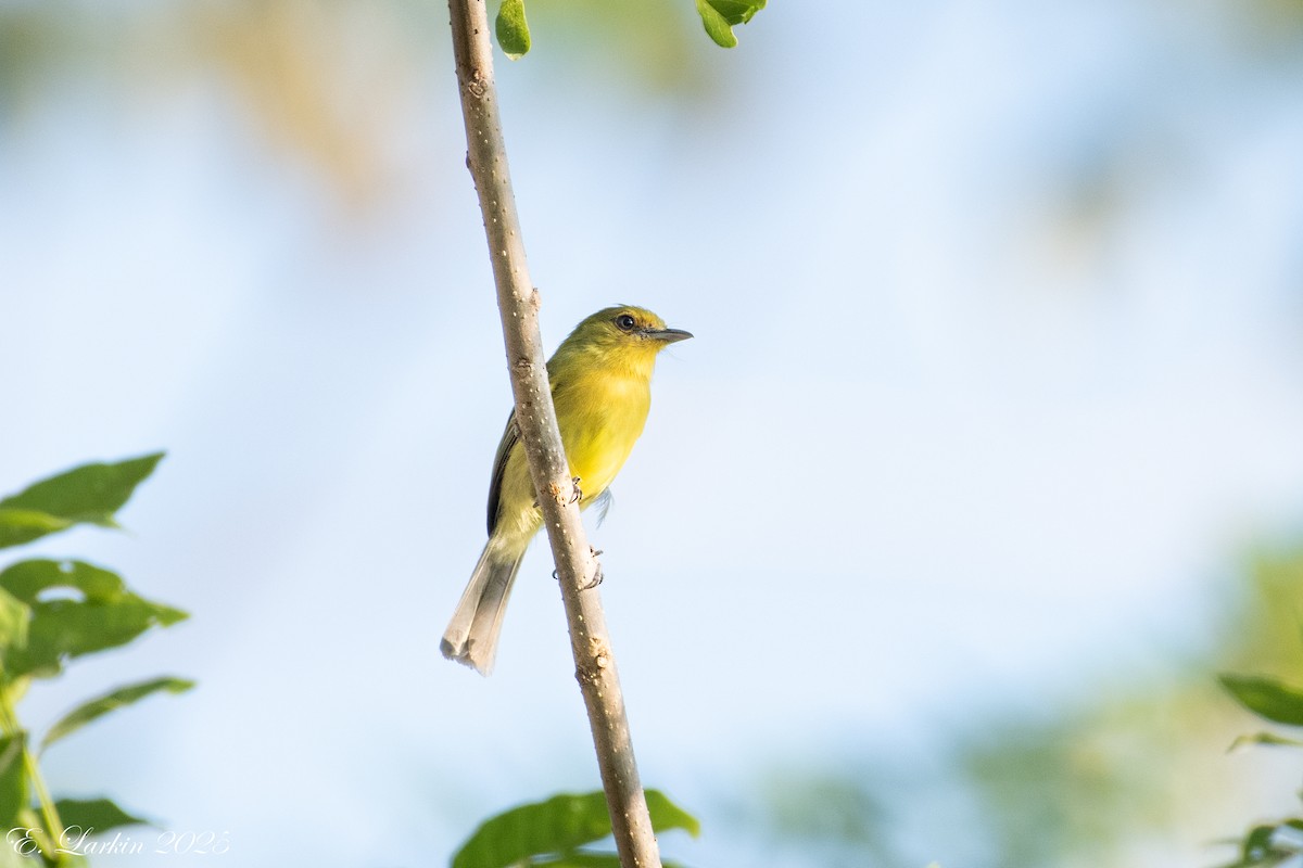 Ochre-lored Flatbill - ML636674140