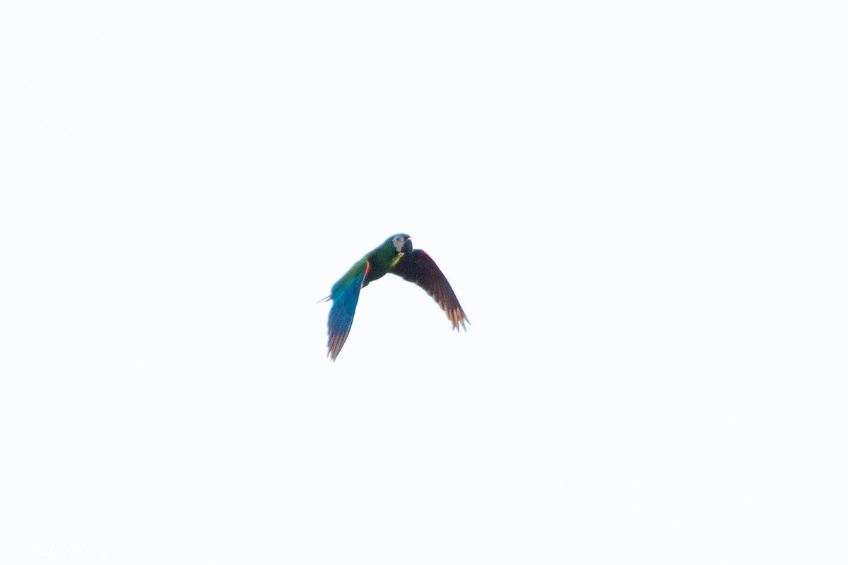 ヒメコンゴウインコ - ML636674153