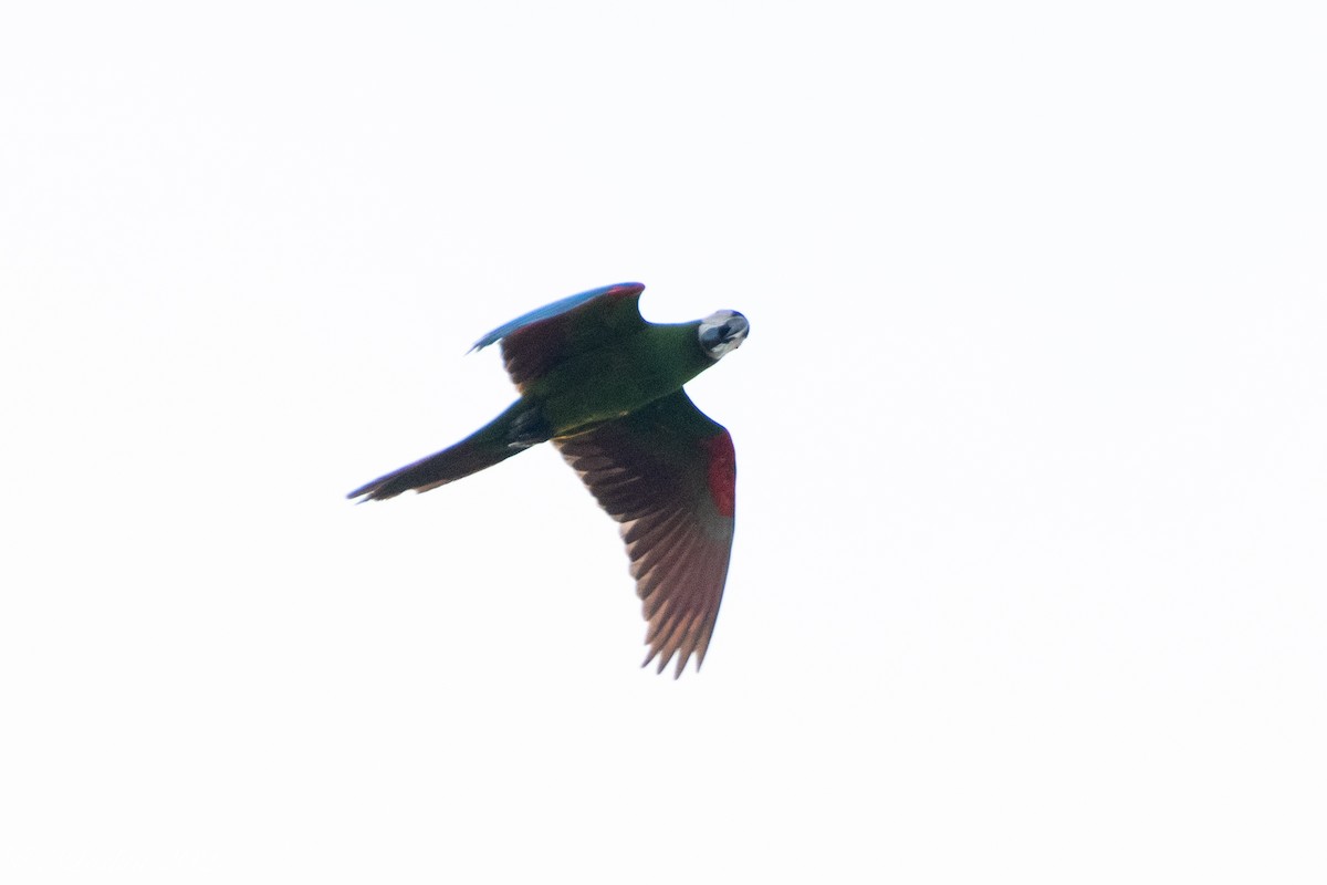 ヒメコンゴウインコ - ML636674154