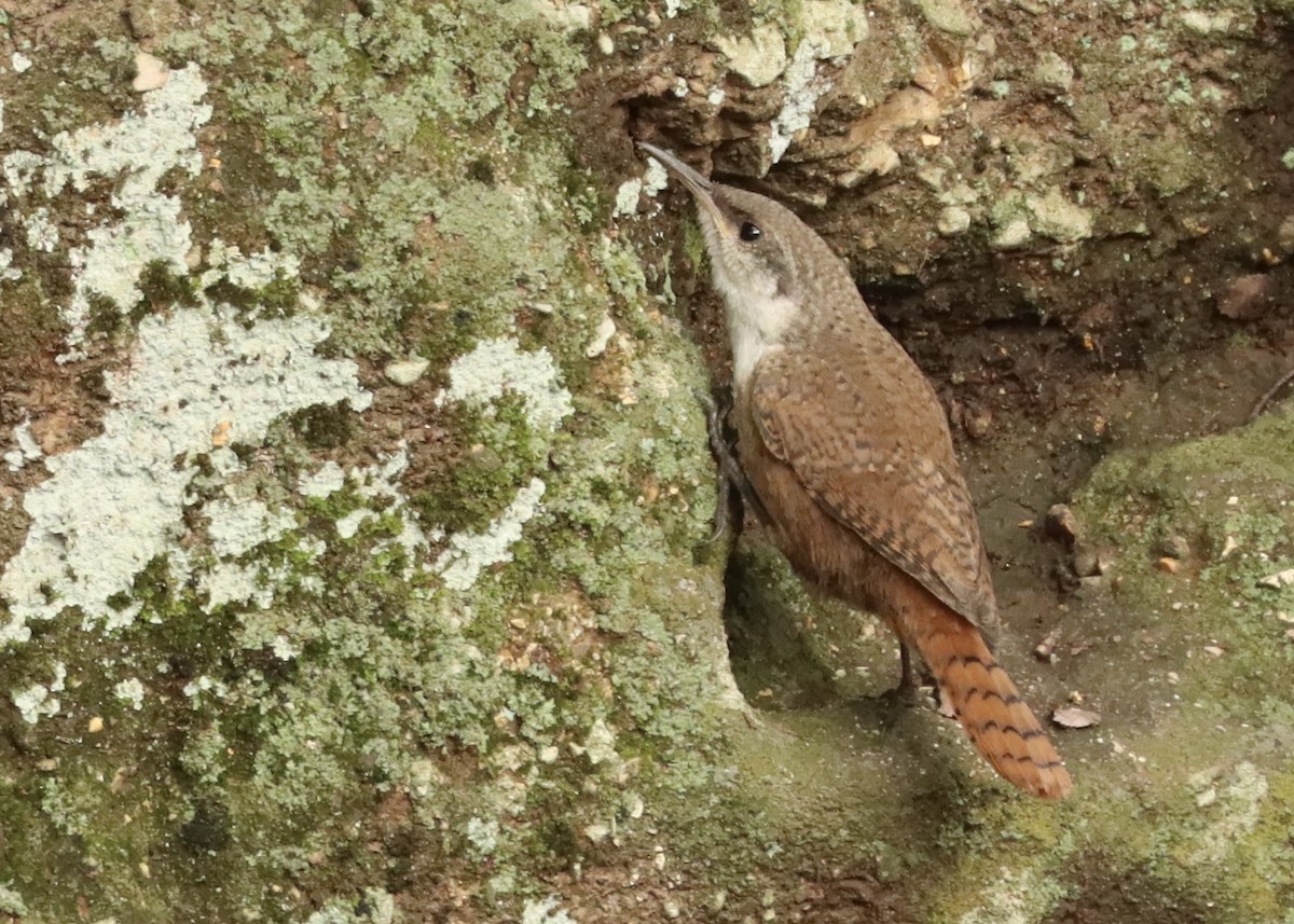 Canyon Wren - ML636674192