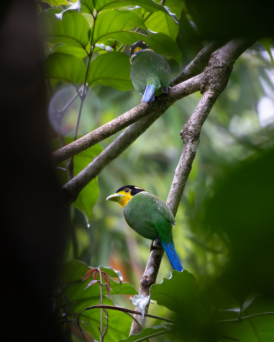Long-tailed Broadbill - ML636674232