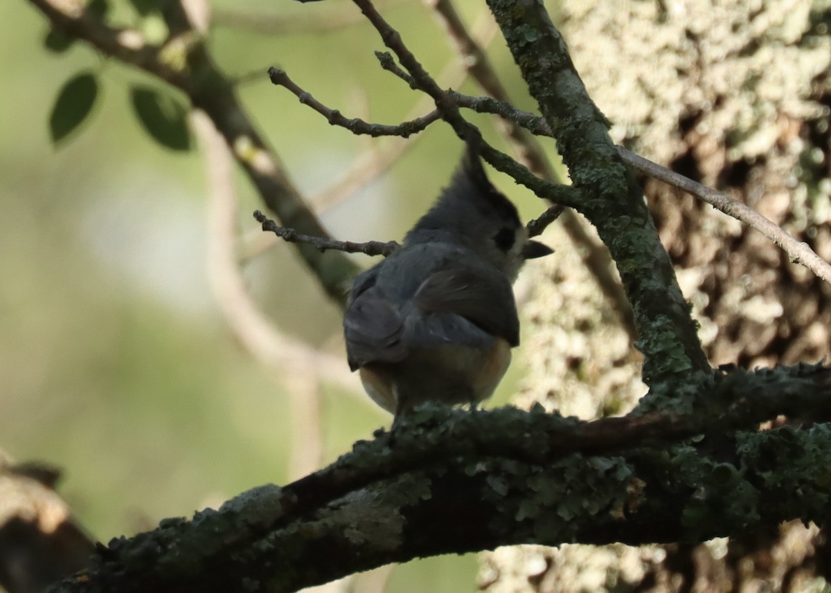 Tufted x Black-crested Titmouse (hybrid) - ML636674241
