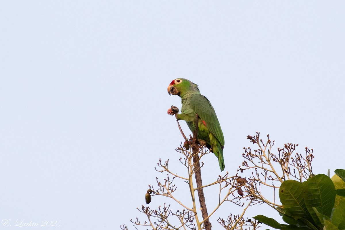 Red-lored Amazon - ML636674251