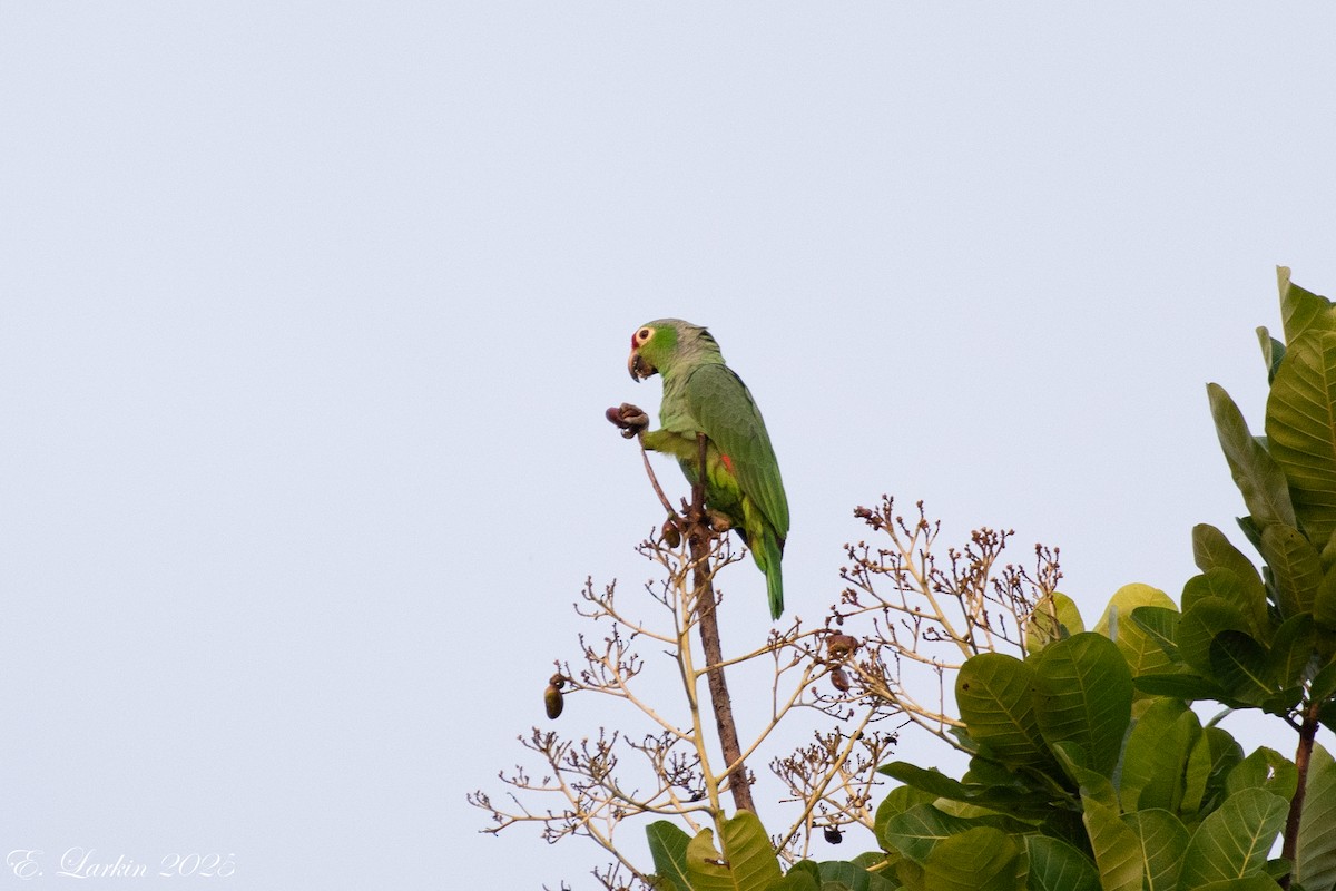 Red-lored Amazon - ML636674252