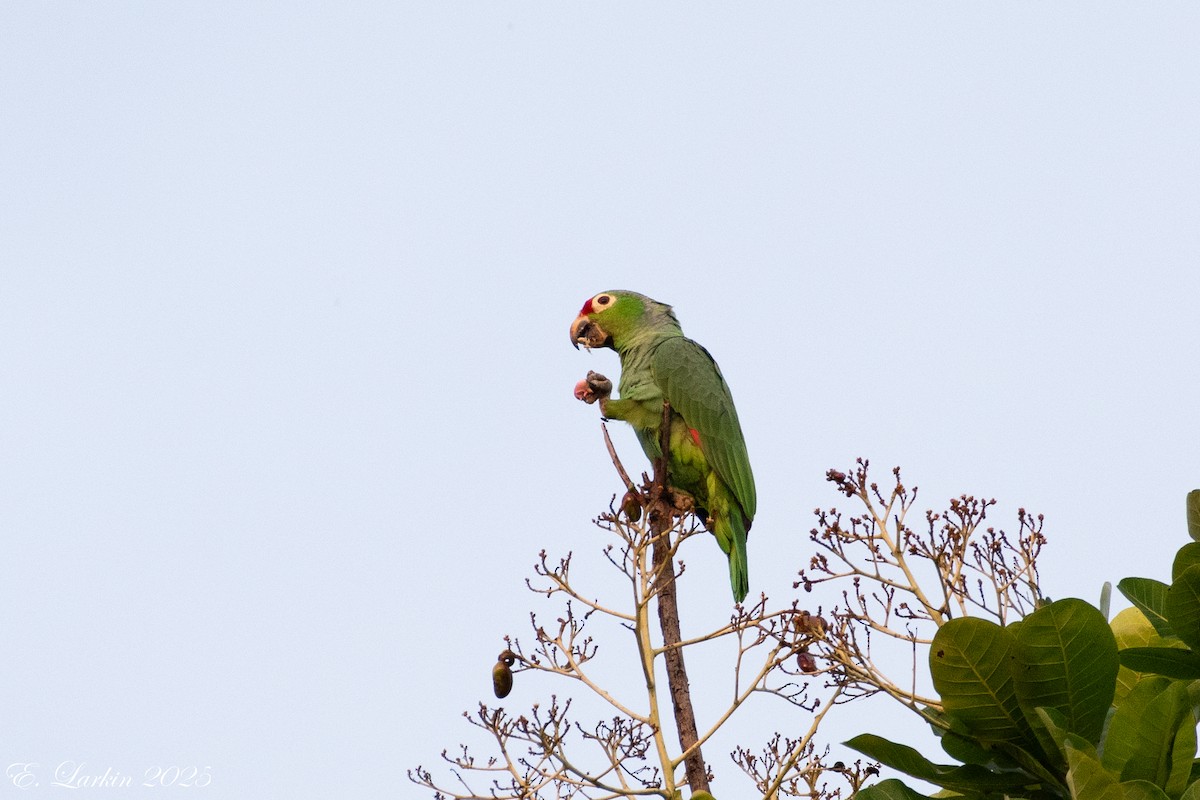 Red-lored Amazon - ML636674254