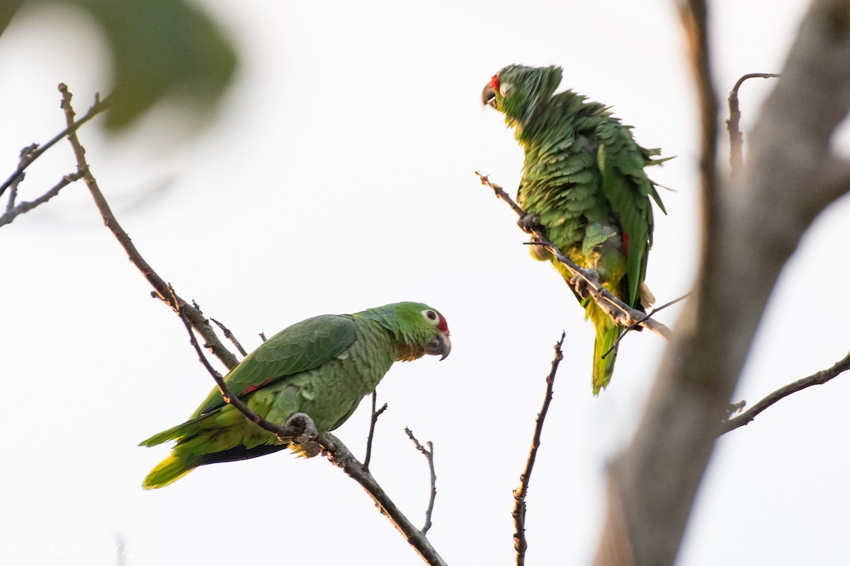 Red-lored Amazon - ML636674255