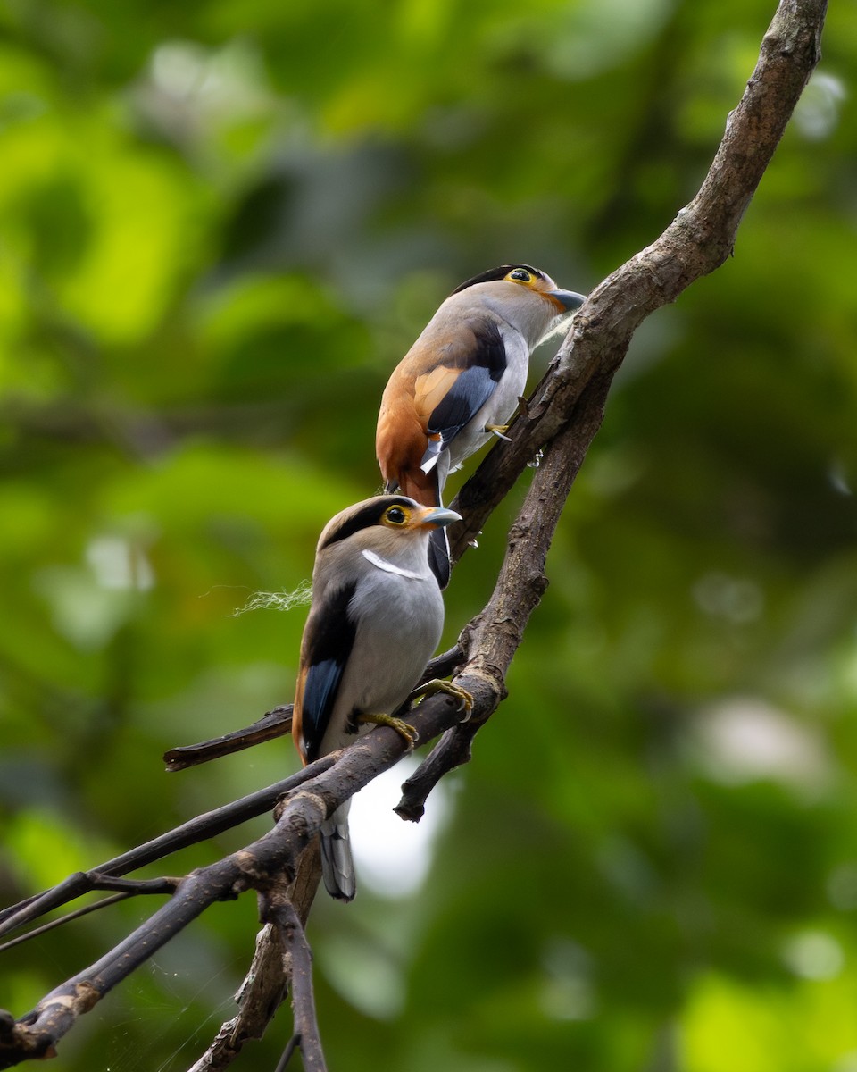 Silver-breasted Broadbill - ML636674258