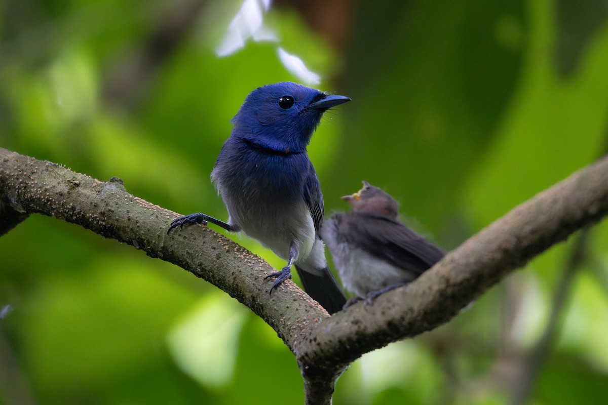 Black-naped Monarch - ML636674274