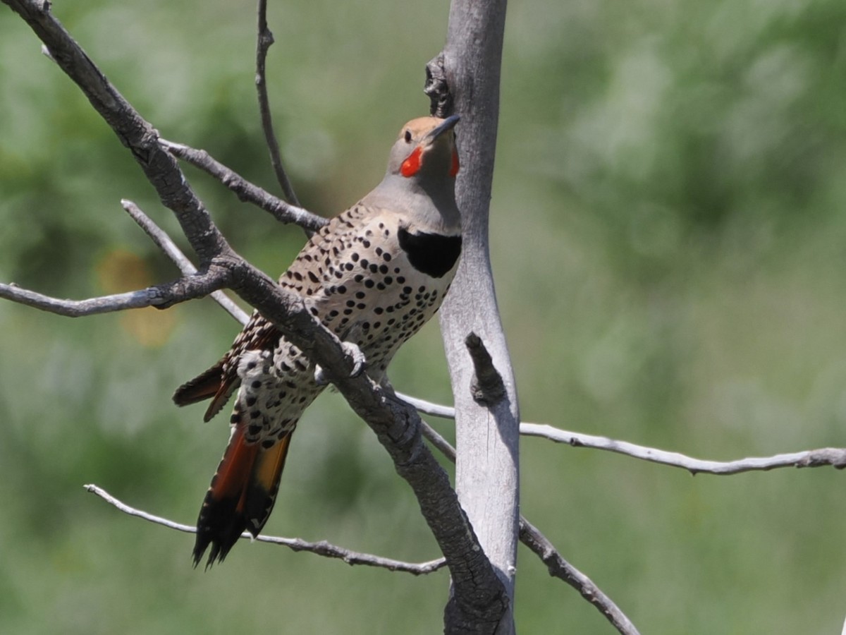 Northern Flicker - ML636674342