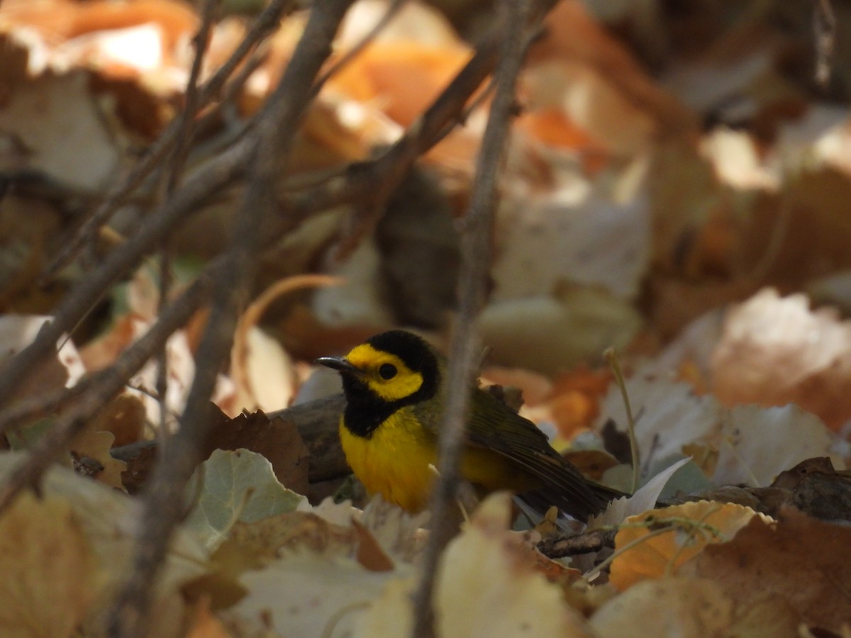 Hooded Warbler - ML636674347