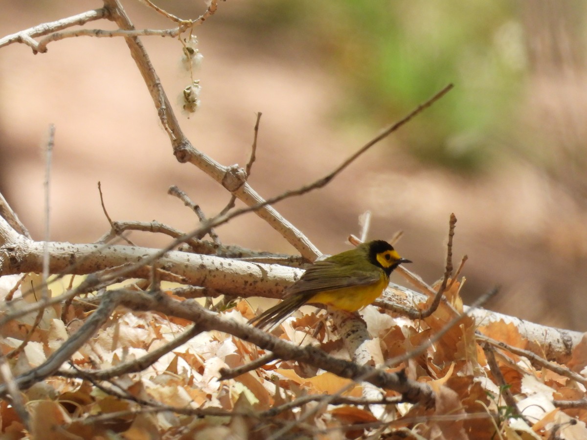 Hooded Warbler - ML636674352