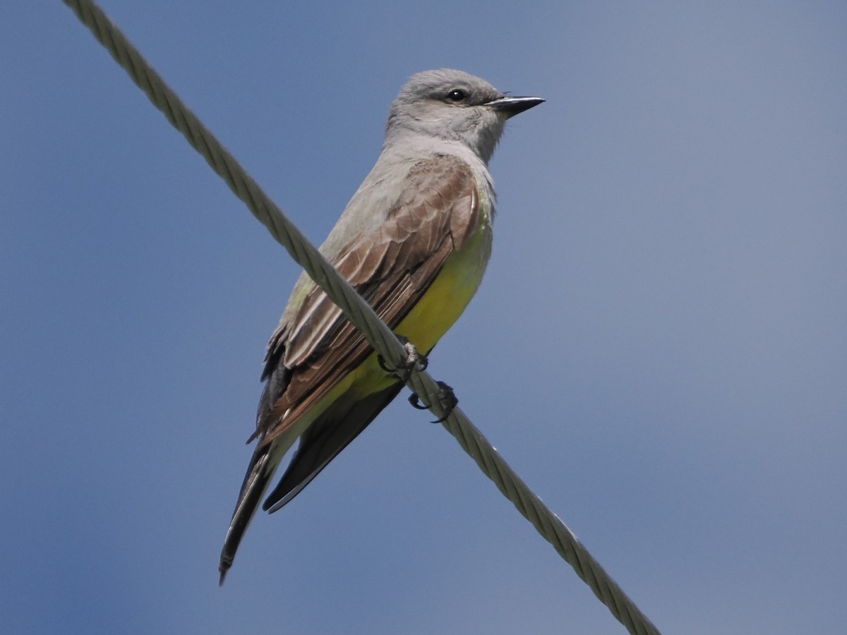 Western Kingbird - ML636674358
