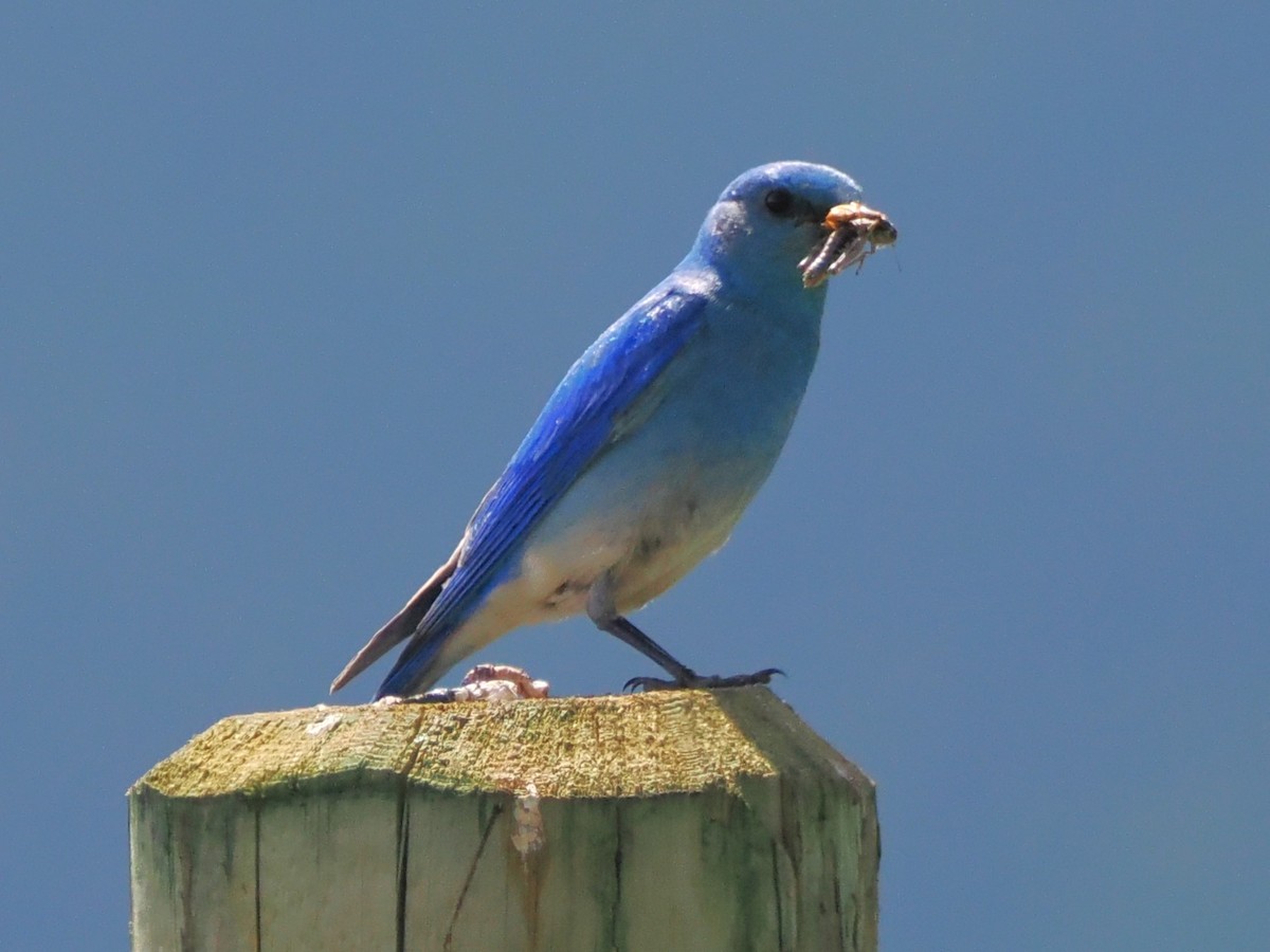 Mountain Bluebird - ML636674375