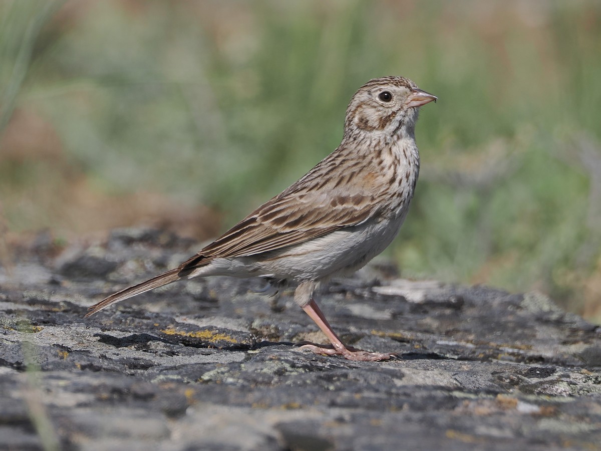 Vesper Sparrow - ML636674386