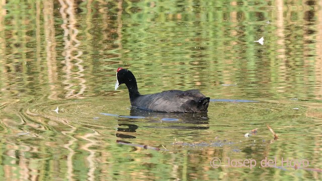 Red-knobbed Coot - ML636674491