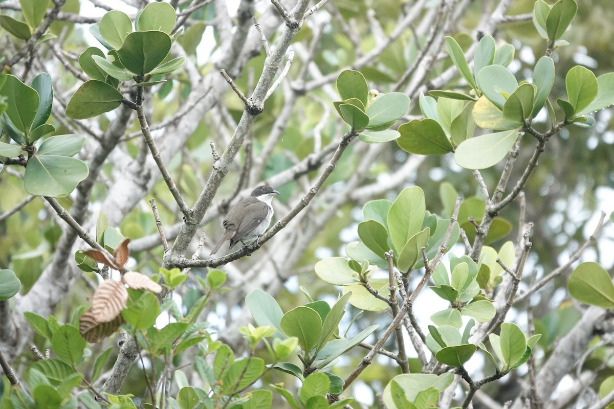 Puerto Rican Tanager - ML636674512