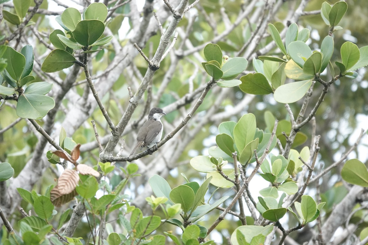 Puerto Rican Tanager - ML636674514
