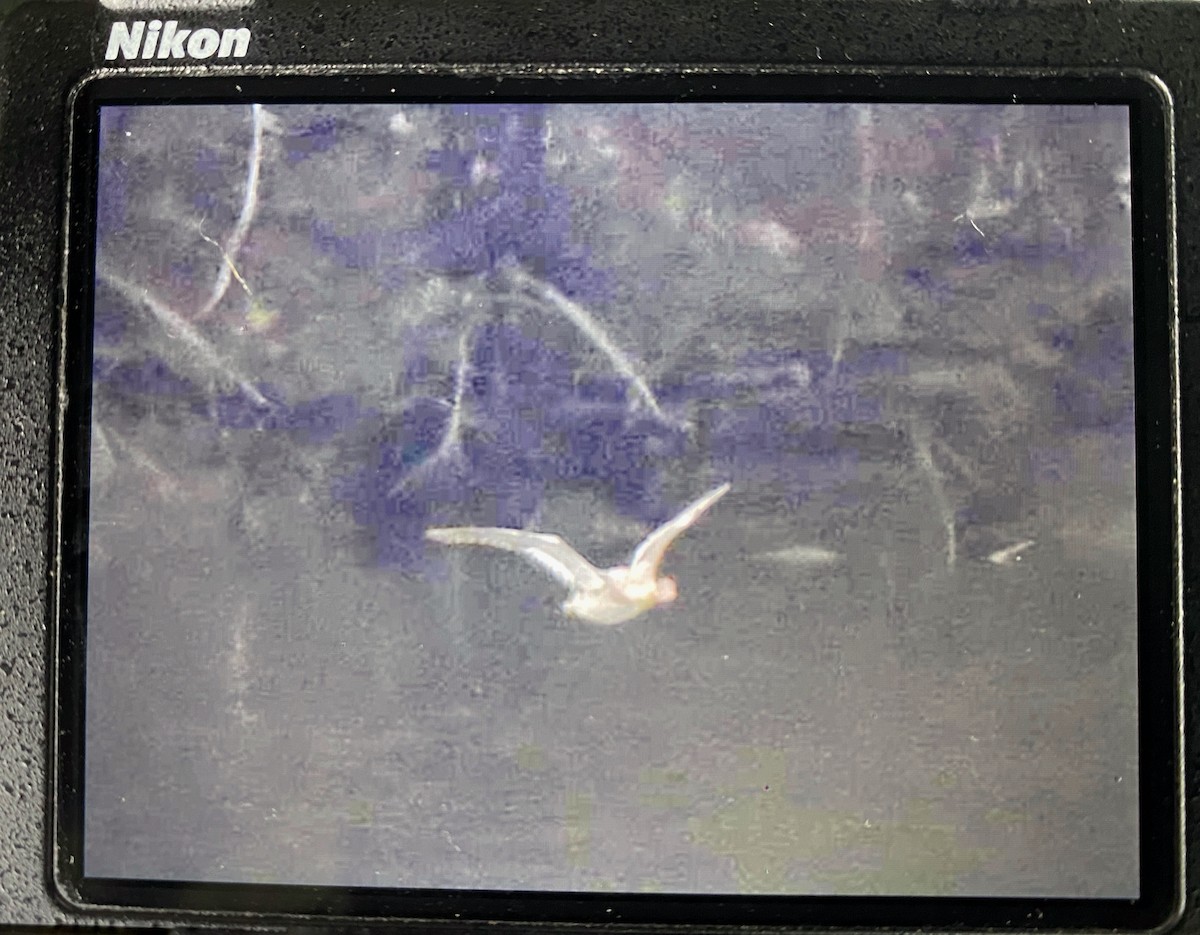Red-breasted Merganser - ML636674606